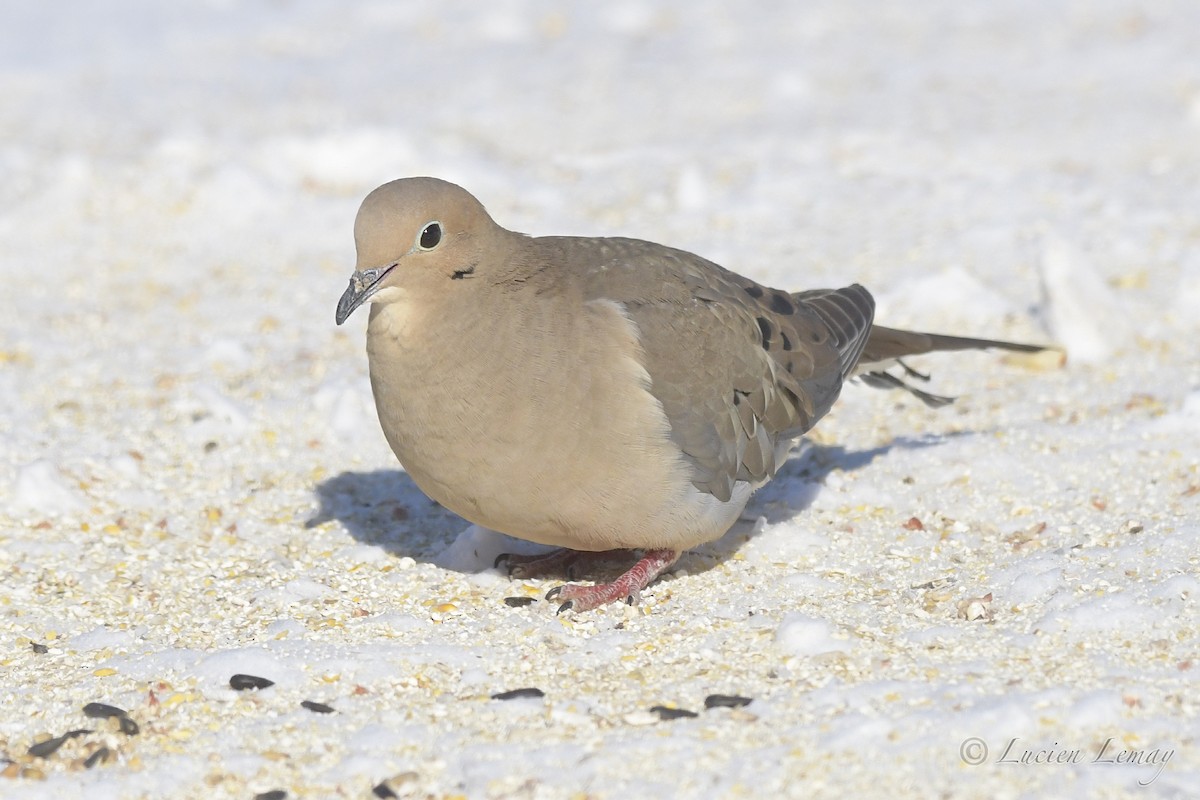 Mourning Dove - Lucien Lemay