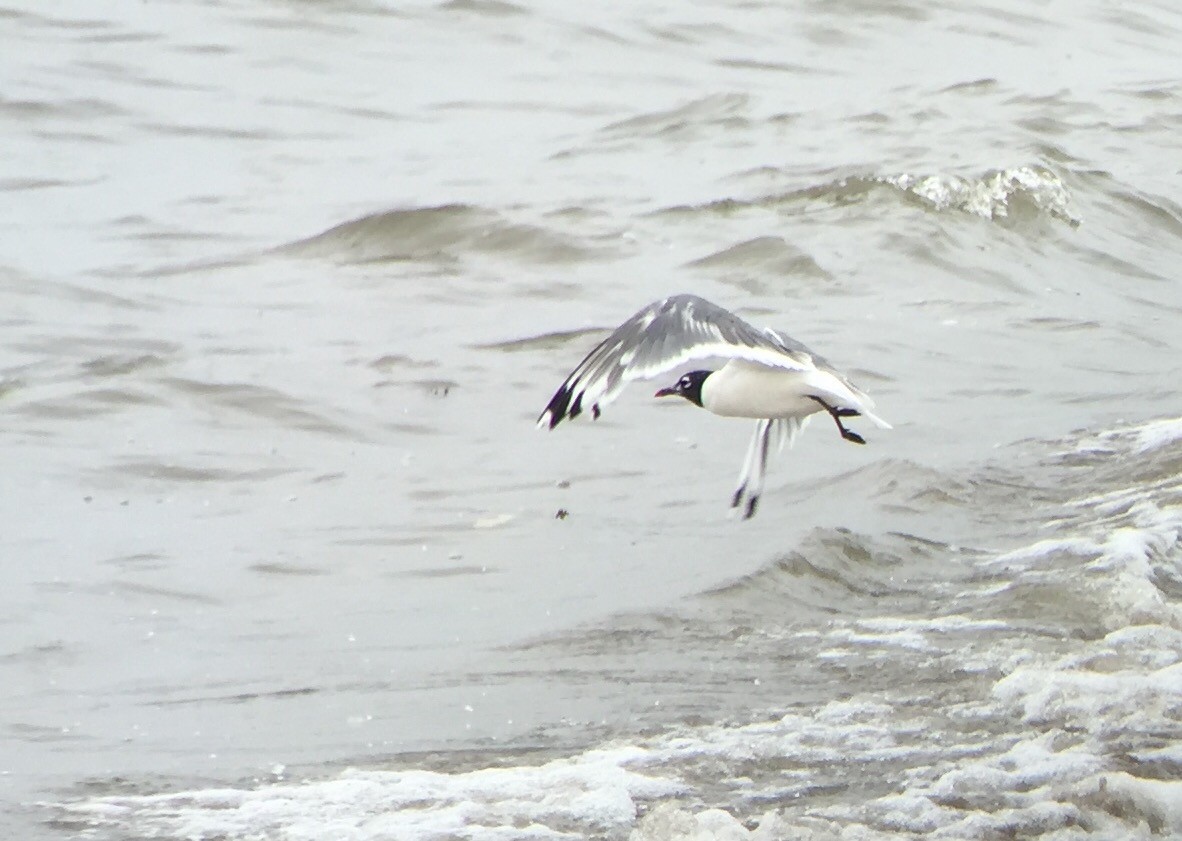 Franklin's Gull - Dominic Garcia-Hall