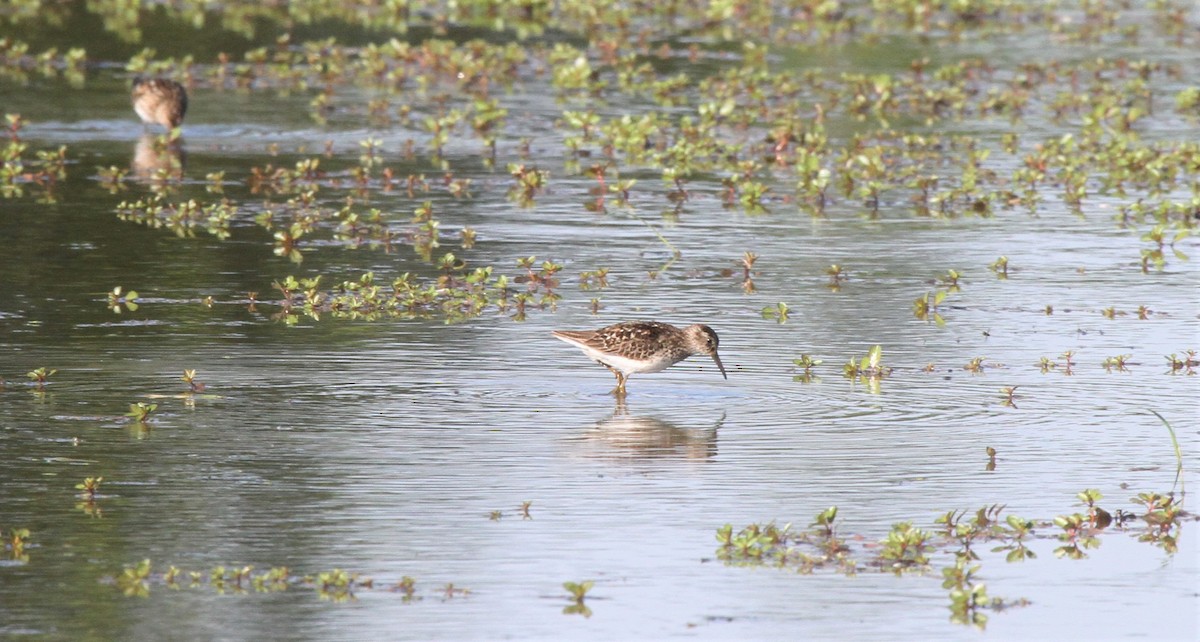 Least Sandpiper - John Skene