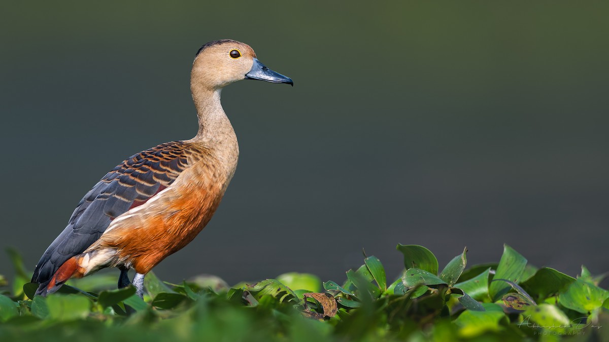 Lesser Whistling-Duck - ML310424651