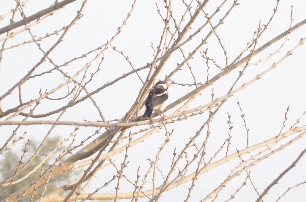 Indian Pied Starling - ML310425111