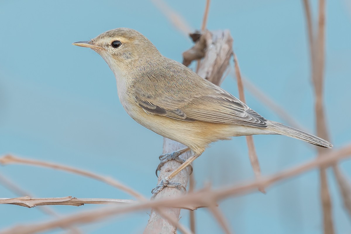 Booted Warbler - ML310425561
