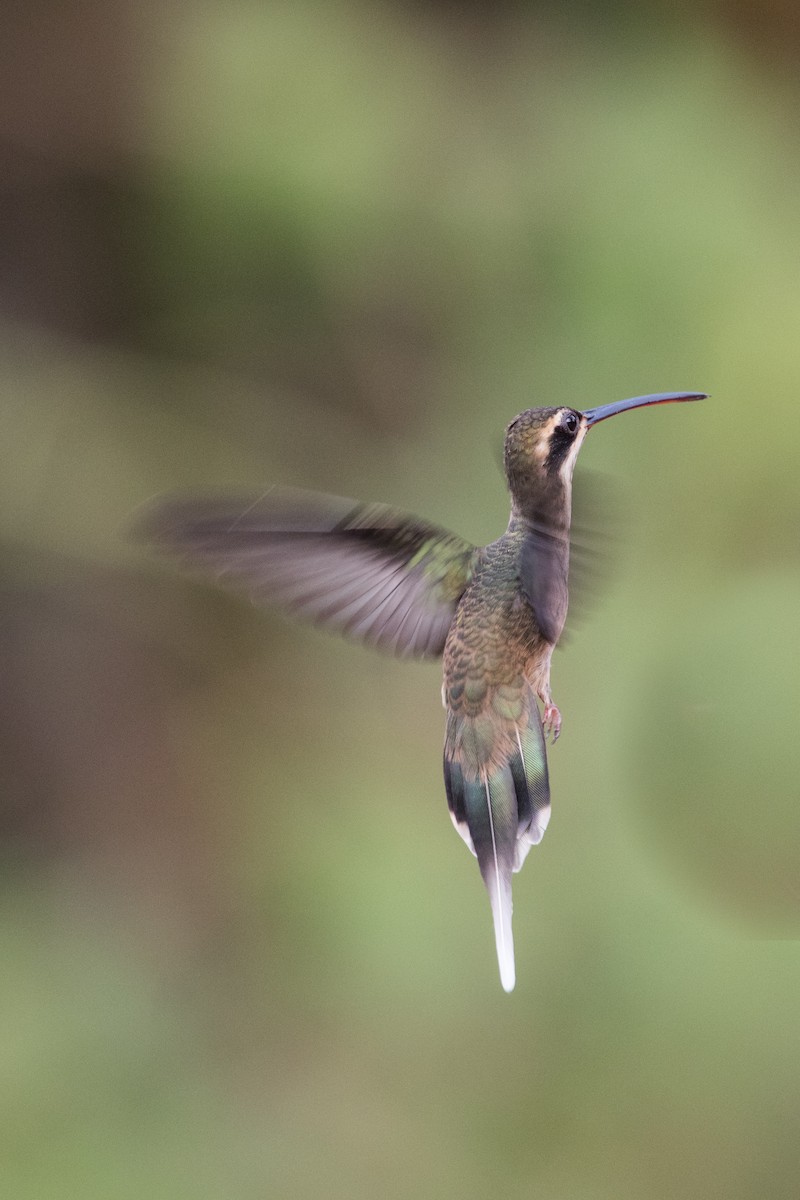 Pale-bellied Hermit - Peter Hellman