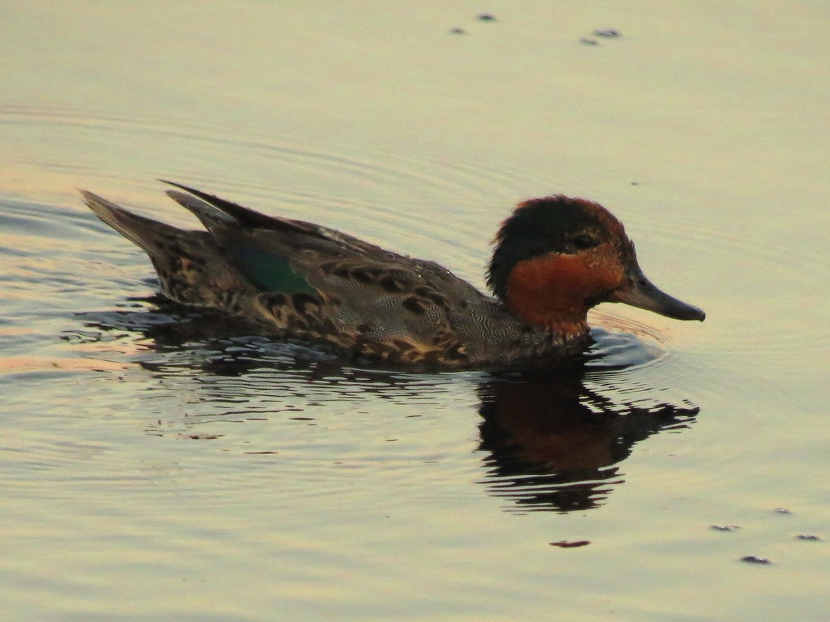 Green-winged Teal - ML31043011
