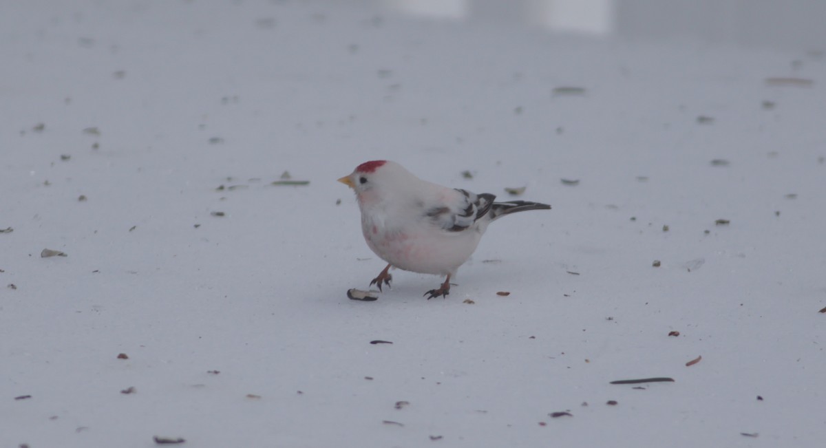 čečetka zimní (ssp. flammea/rostrata/islandica) - ML310431031