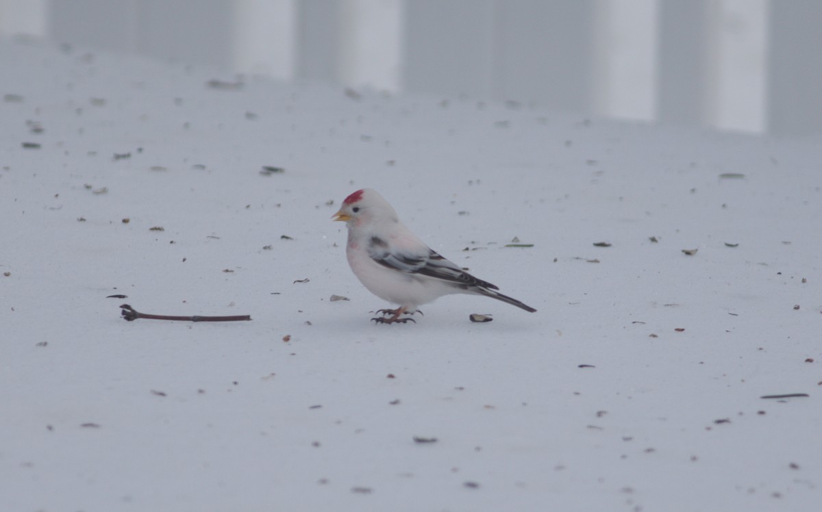 čečetka zimní (ssp. flammea/rostrata/islandica) - ML310431041
