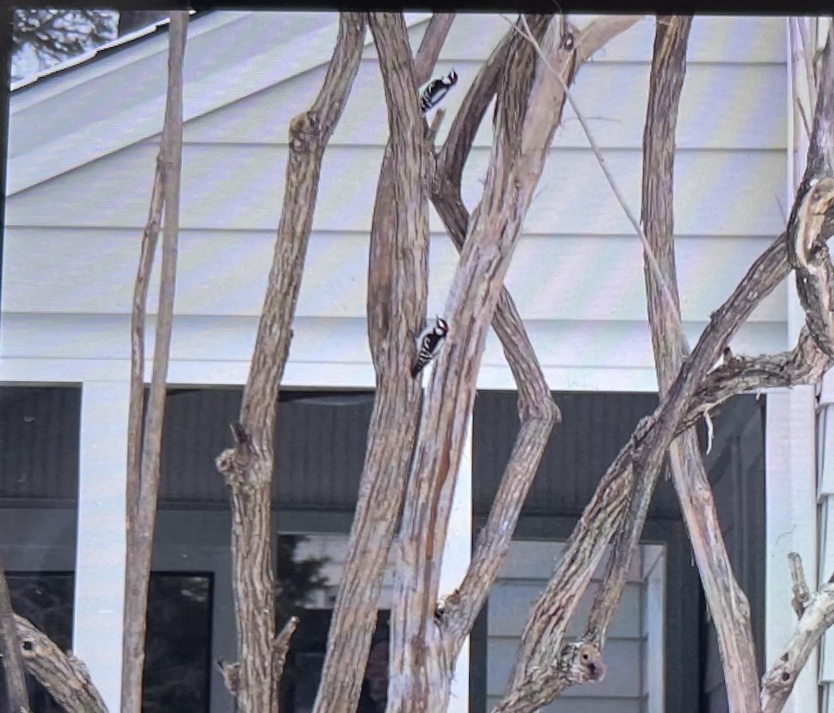 Downy Woodpecker - ML310431971