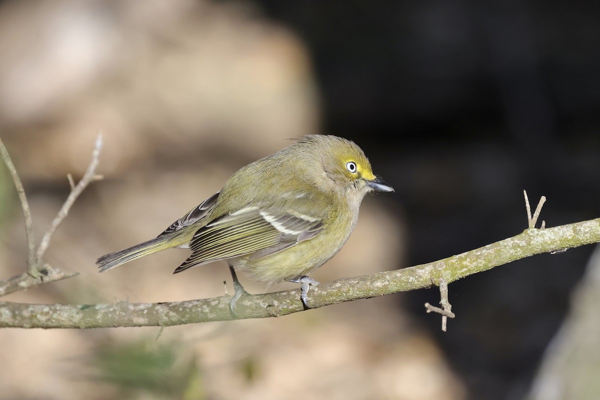 White-eyed Vireo - ML310432711