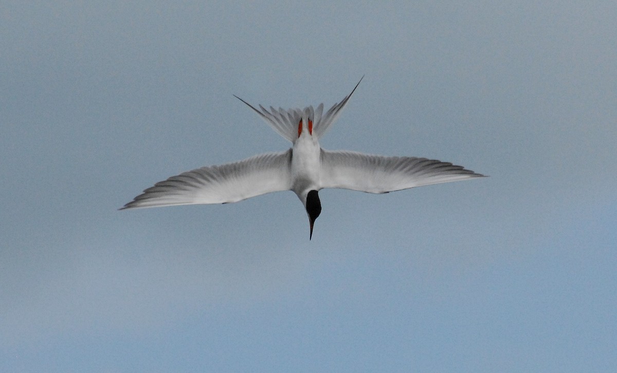 Forster's Tern - David M. Bell