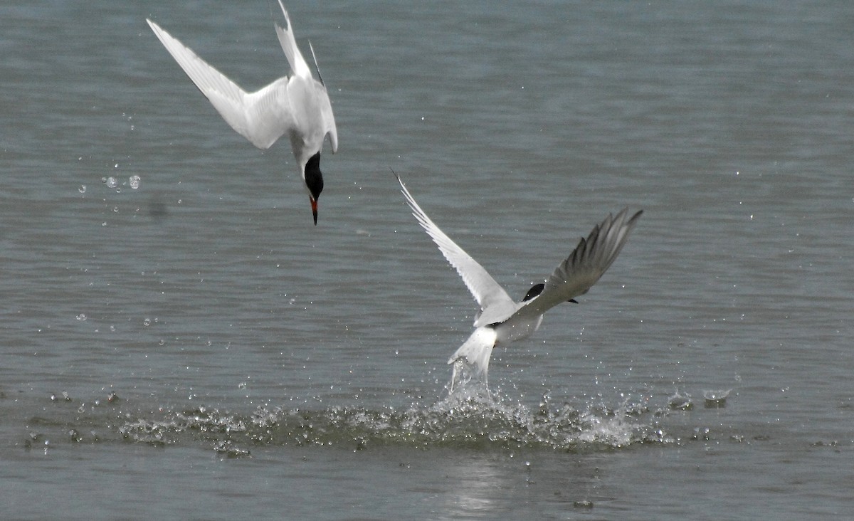 Forster's Tern - ML31043511