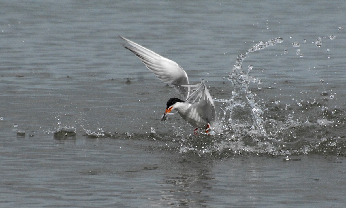 Forster's Tern - ML31043551