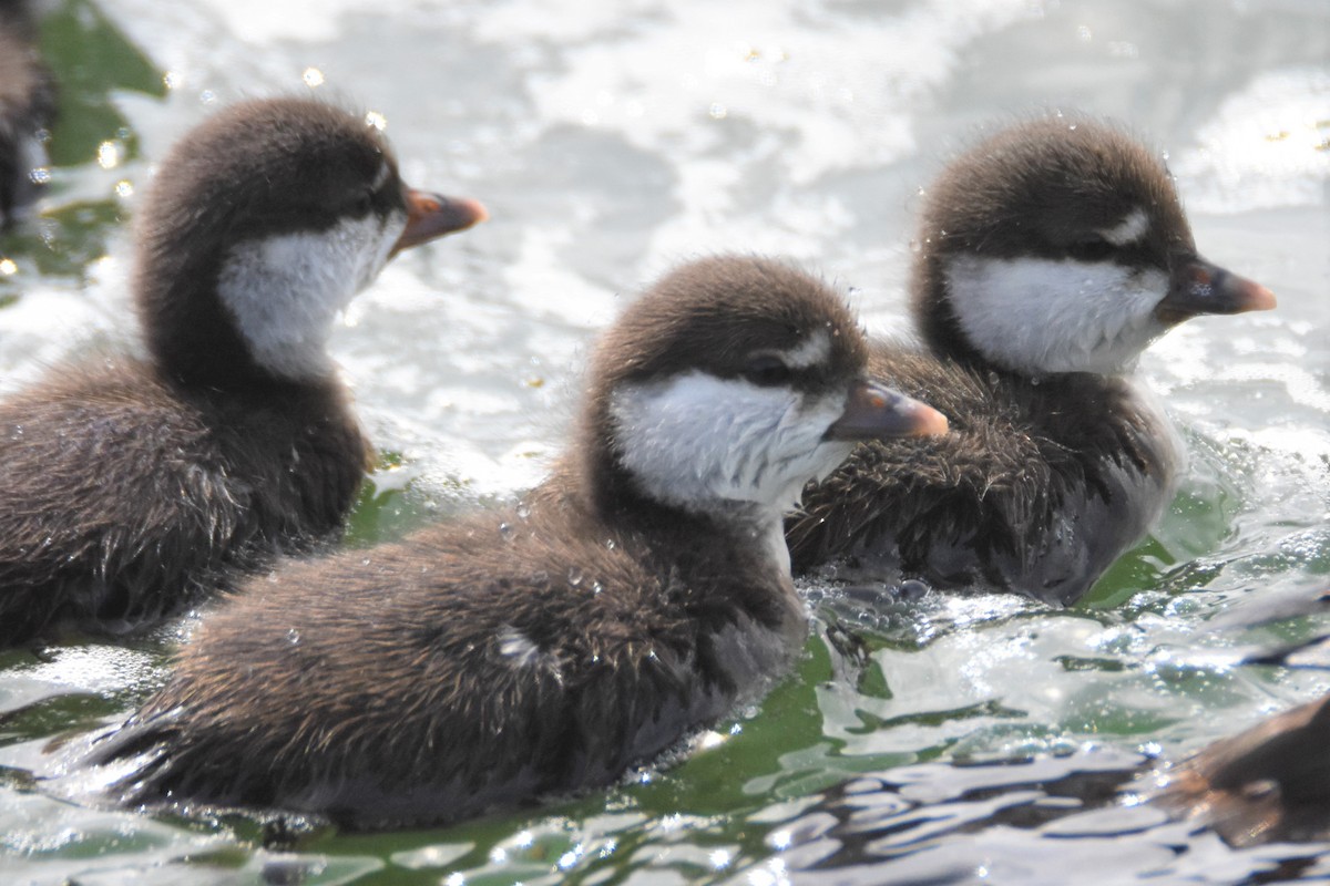 Harlequin Duck - Jens De Bruycker