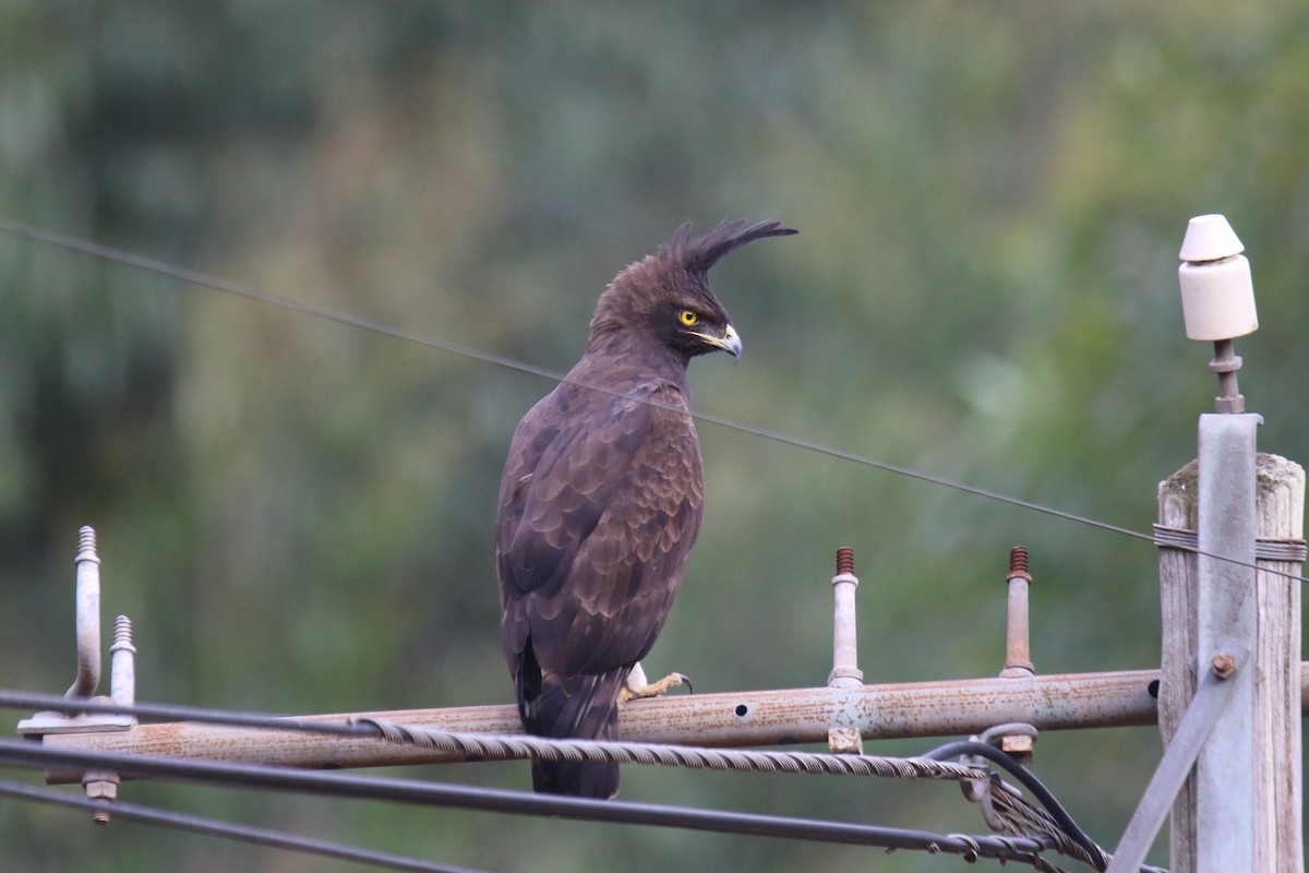 Long-crested Eagle - ML31043571