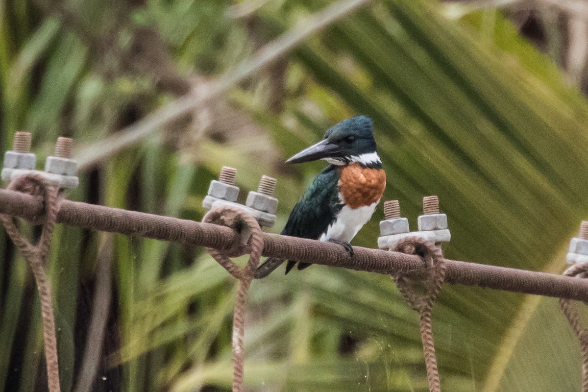 Amazon Kingfisher - ML310436231