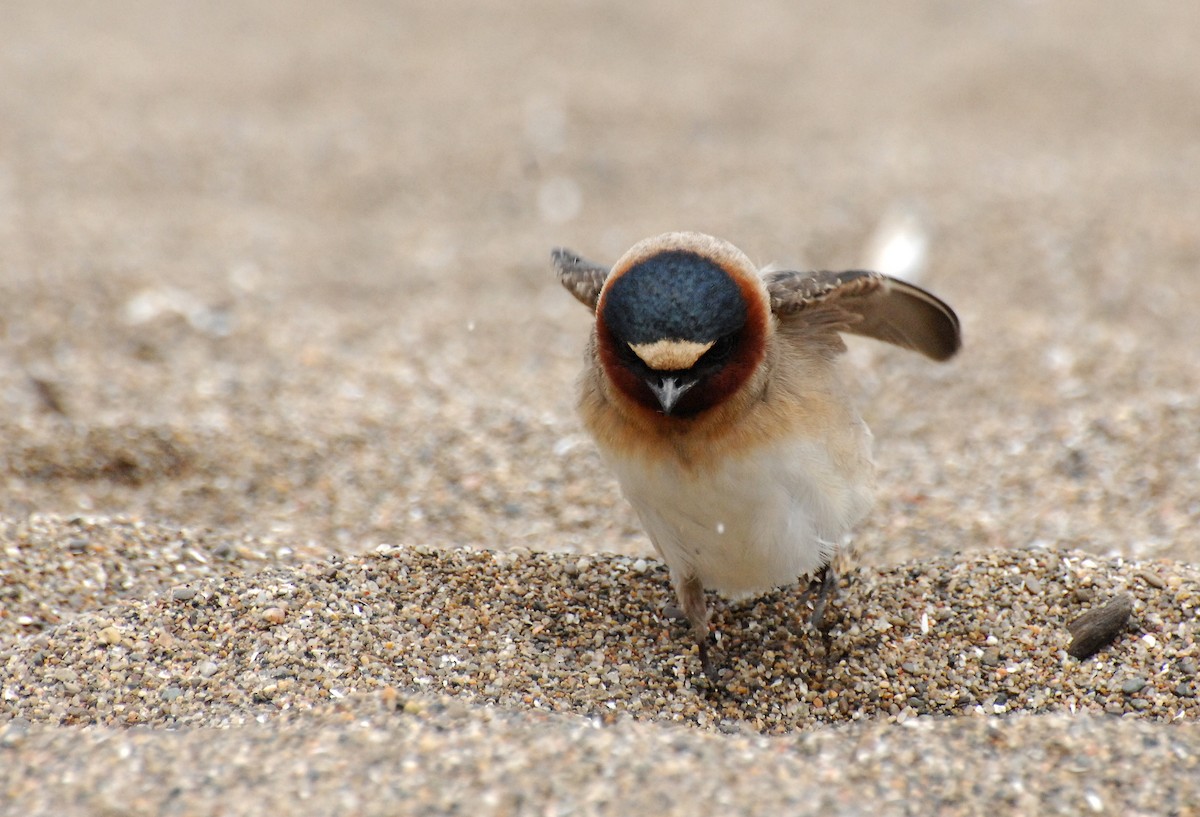 Cliff Swallow - ML31043691