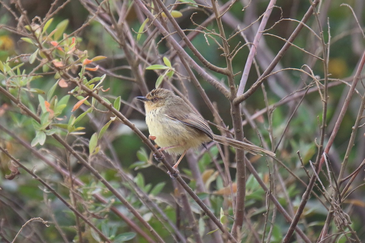 Drakensberg Prinia - Ian Thompson