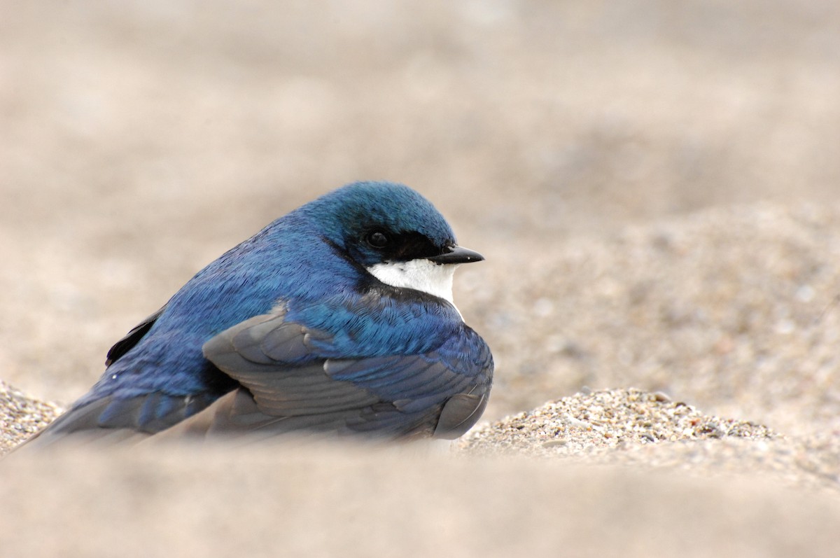 Tree Swallow - ML31043751