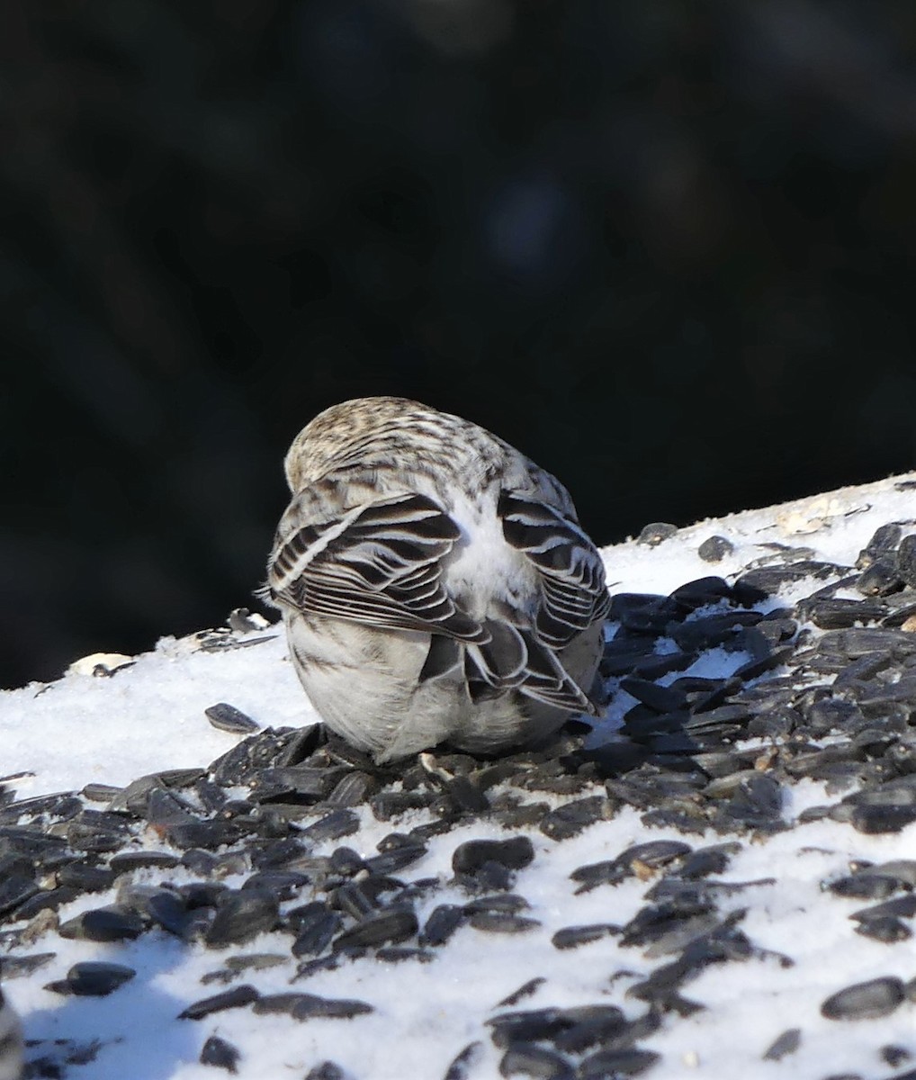 Redpoll (Hoary) - ML310437581