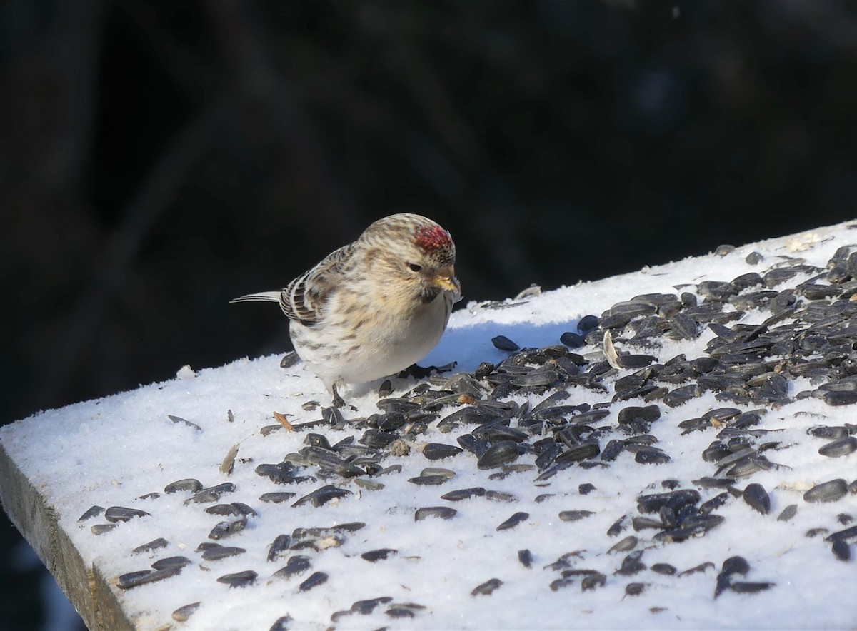 Redpoll (Hoary) - ML310437591