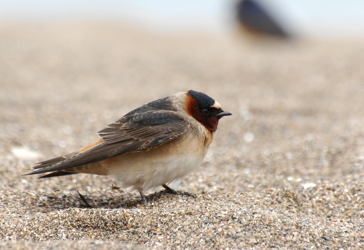 Cliff Swallow - ML31043771