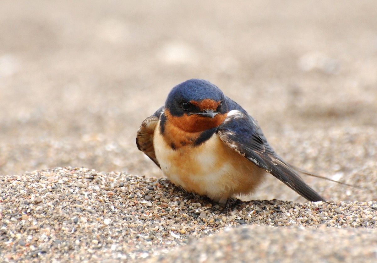 Barn Swallow - ML31043811