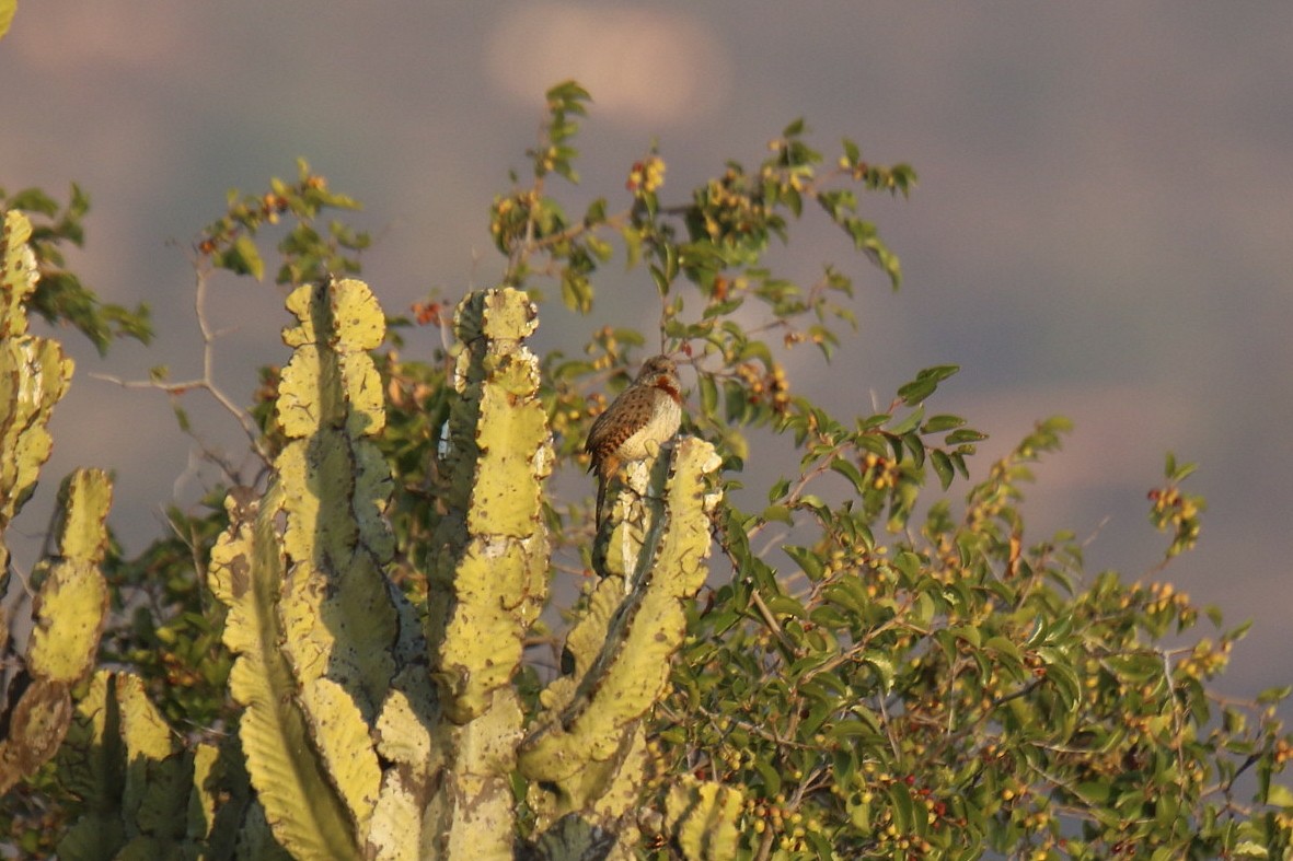 Red-throated Wryneck - ML31044031