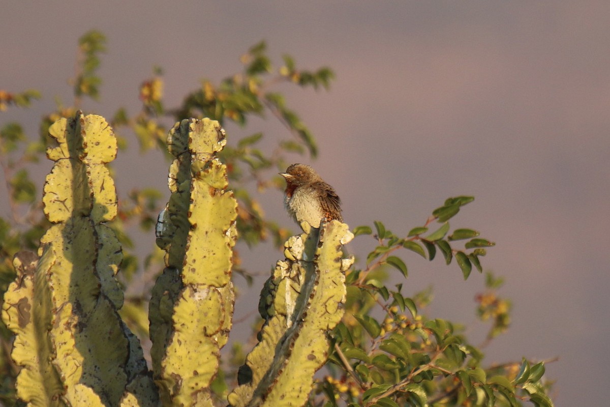 Red-throated Wryneck - ML31044051