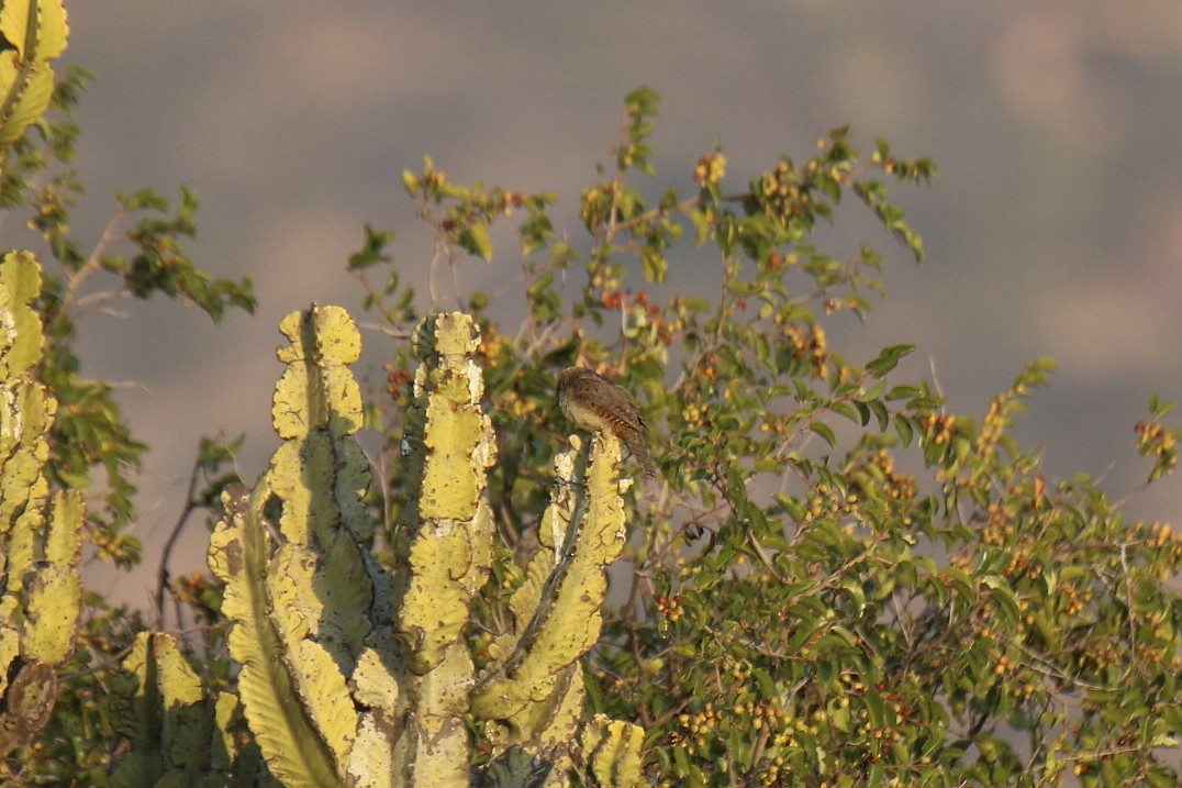 Red-throated Wryneck - ML31044071