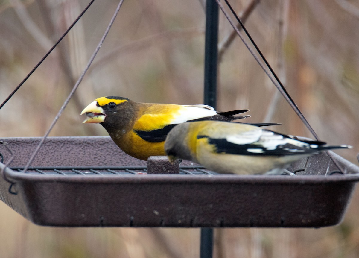 Evening Grosbeak - John Lindsey