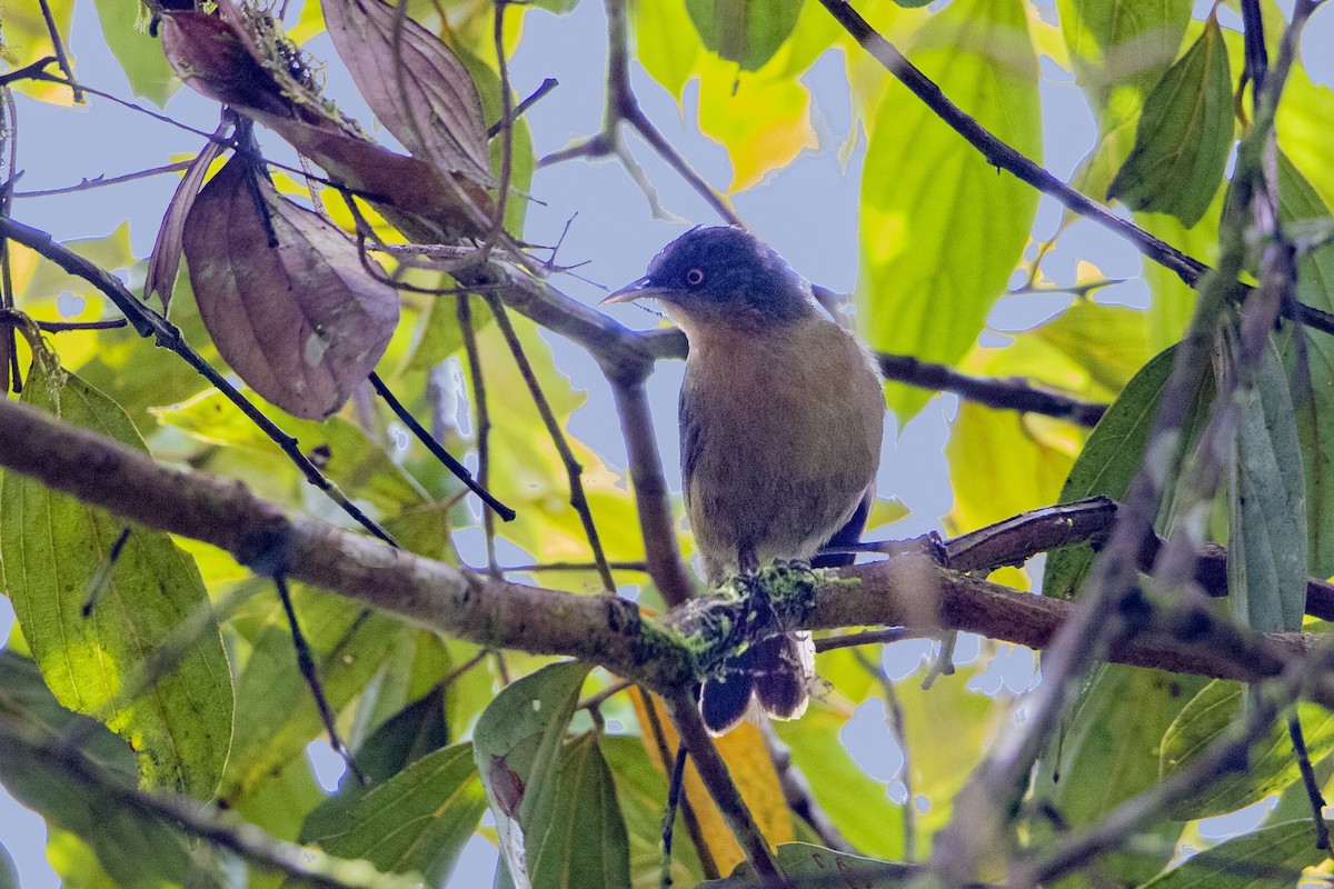 Mielero Oliváceo - ML310442151