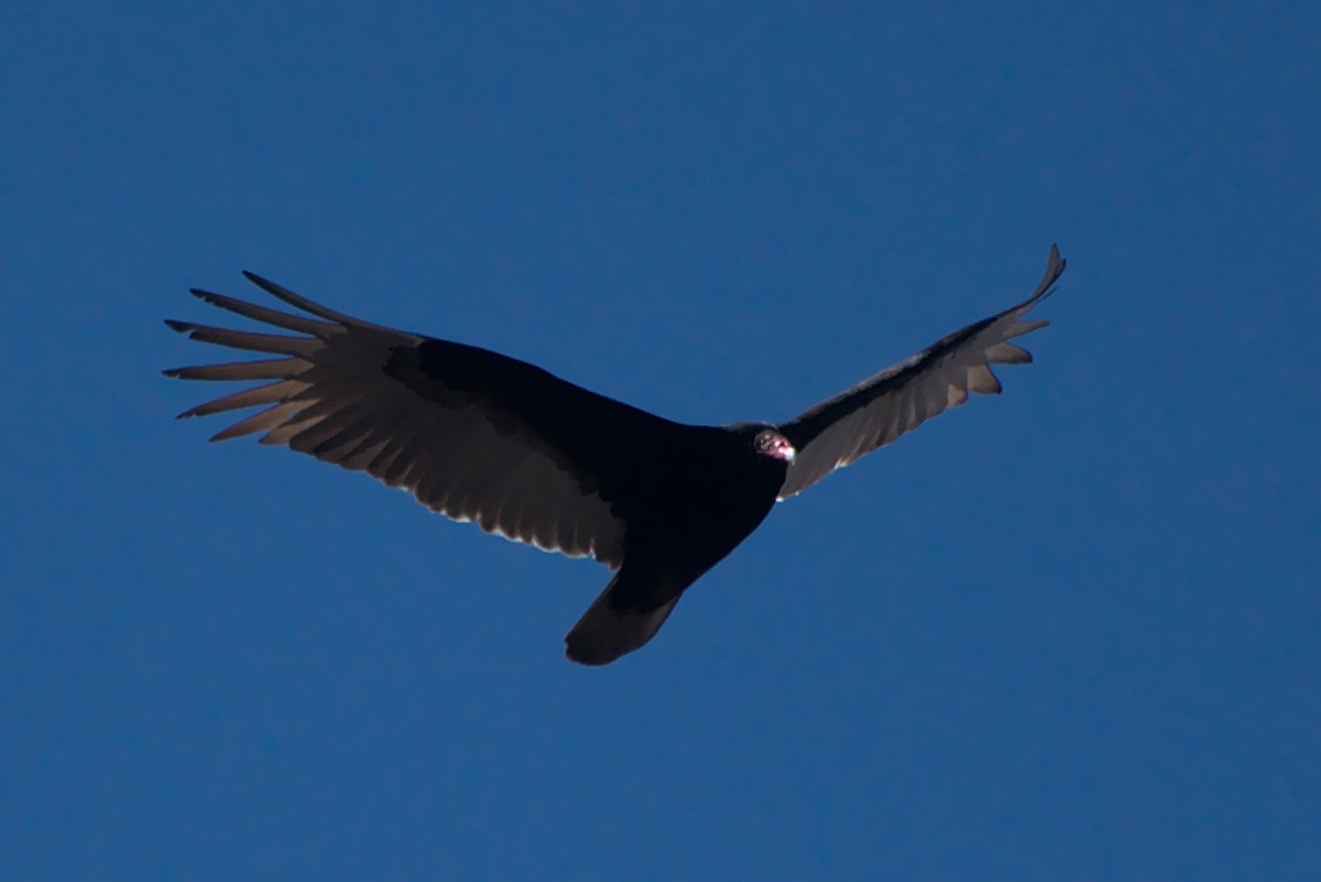 Turkey Vulture - ML310442671