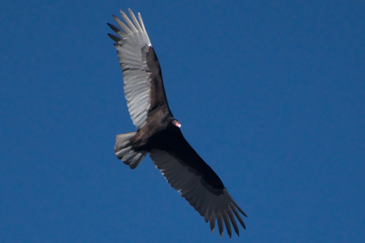 Turkey Vulture - ML310442751
