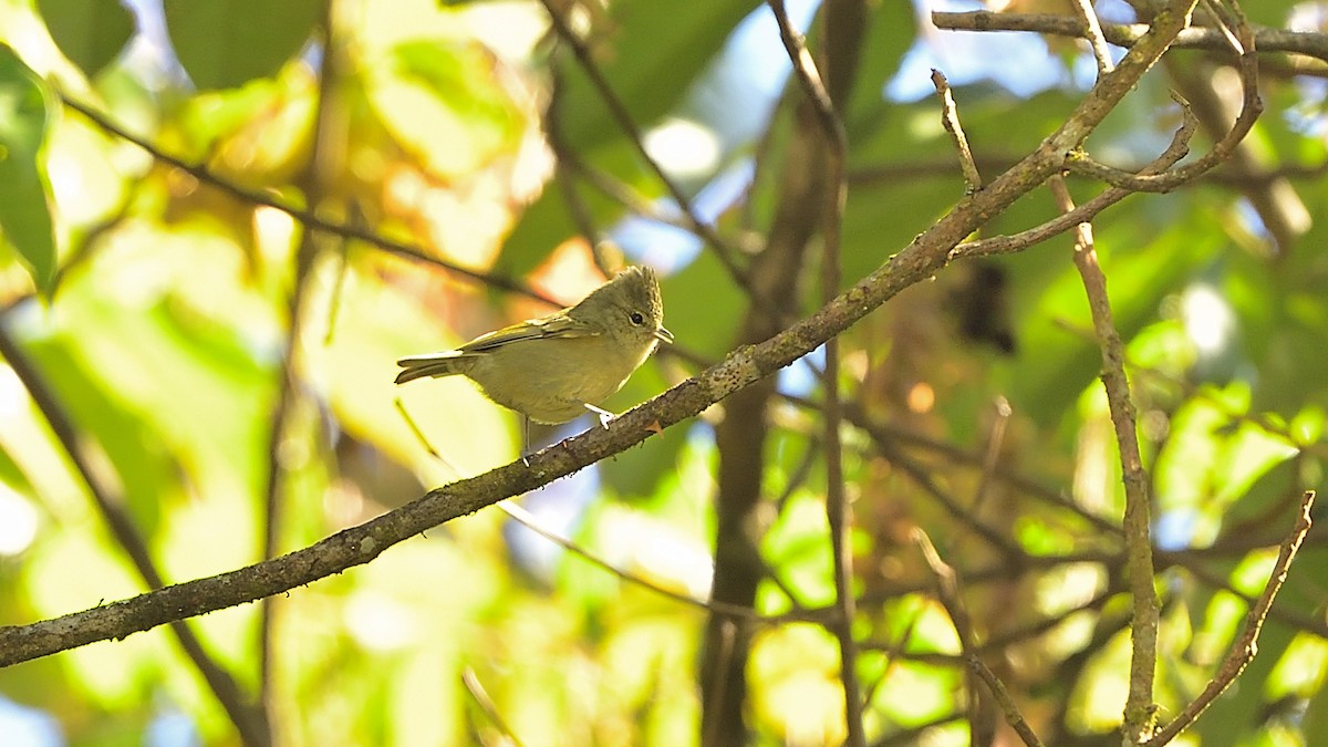 Yellow-browed Tit - ML310444261
