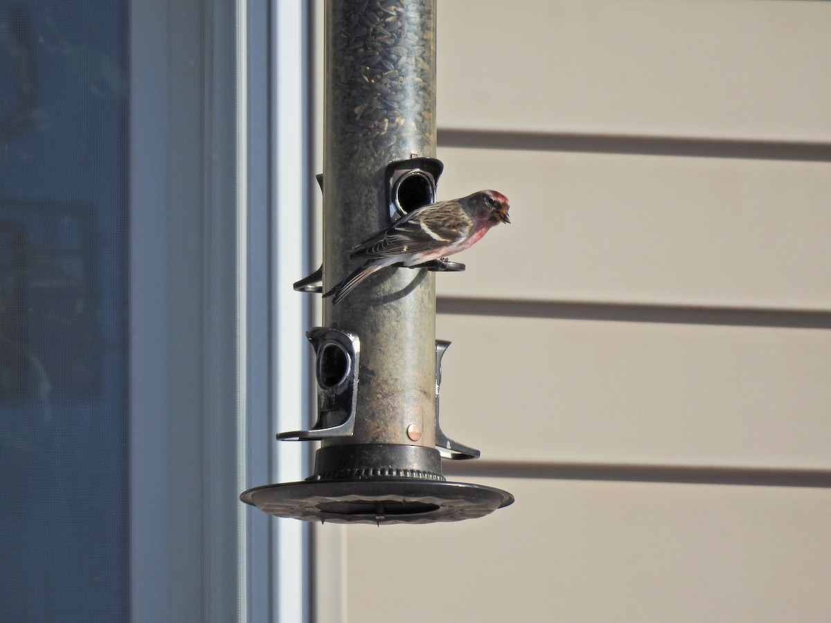 Common Redpoll - ML310445841