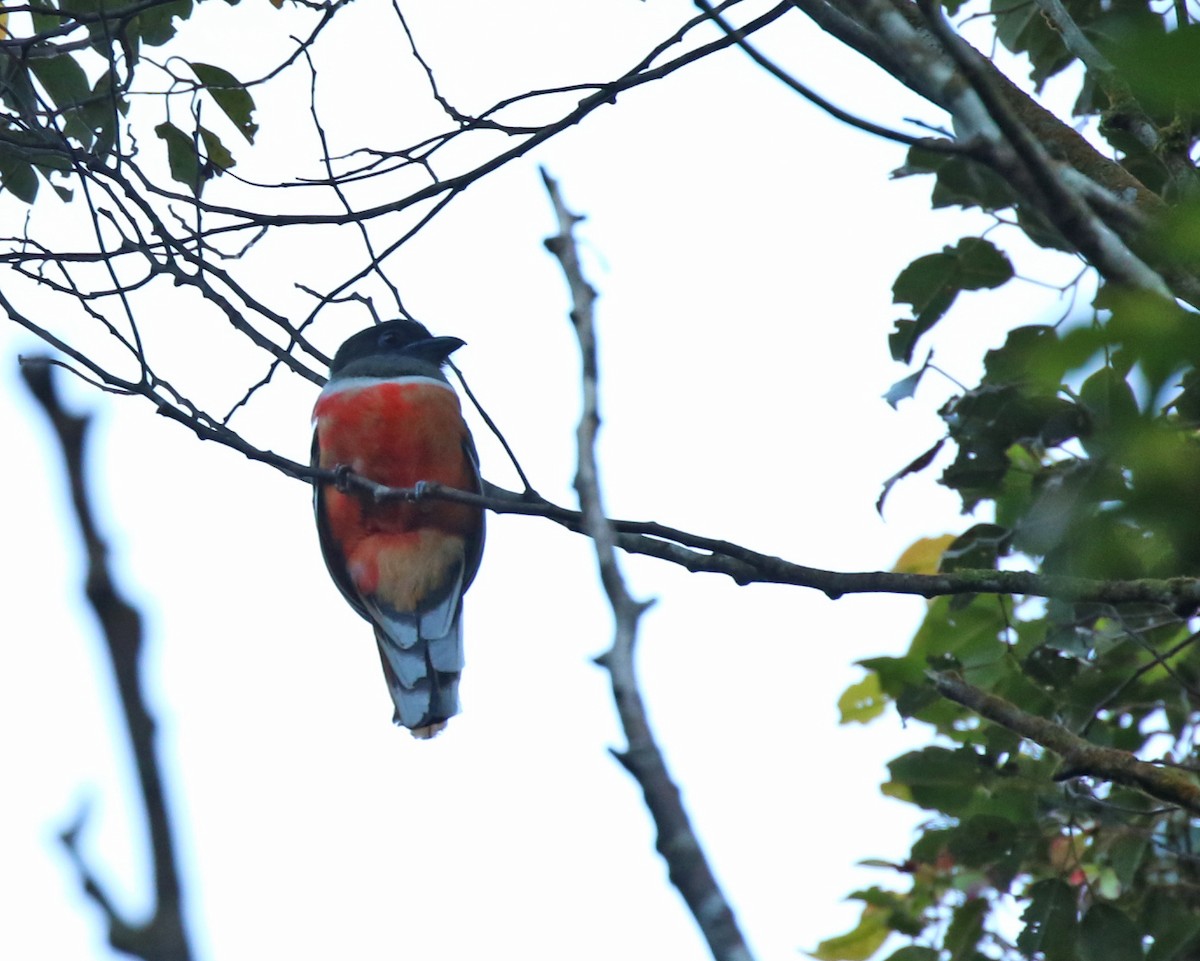 trogon indický - ML310446301