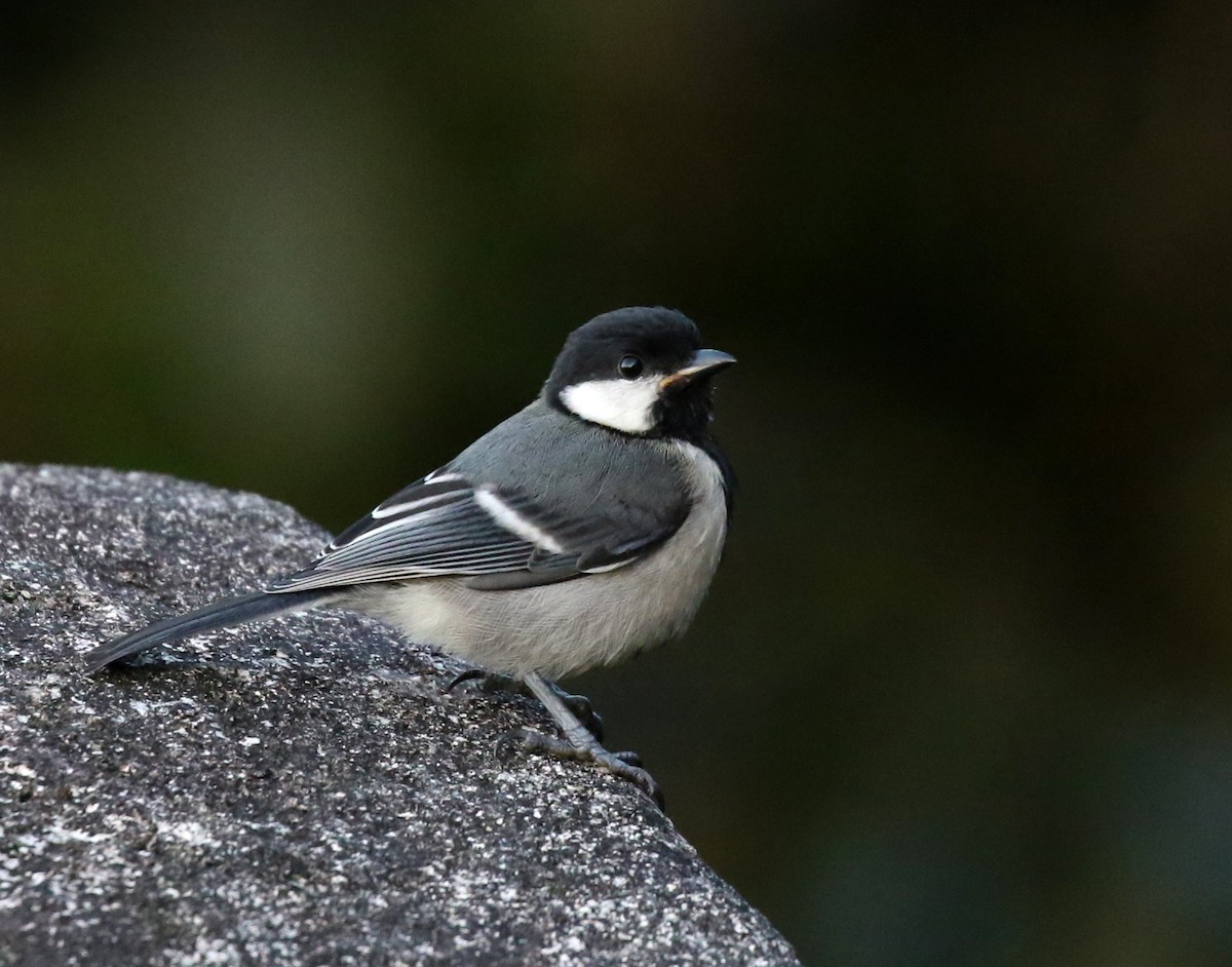 Cinereous Tit - ML310446661