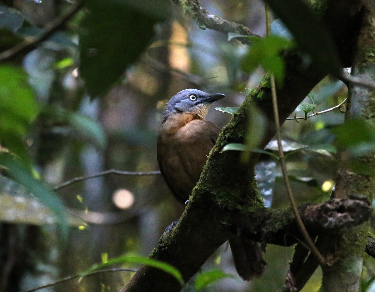 Ashy-headed Laughingthrush - ML310446891