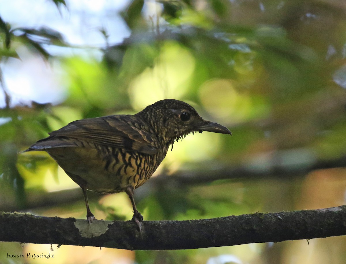 Sri Lanka Thrush - ML310446931