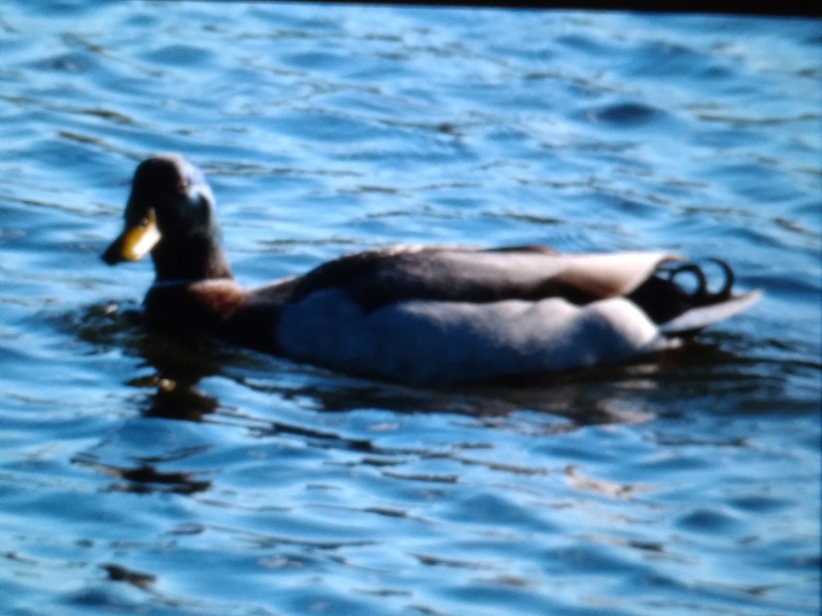Mallard x Mottled Duck (hybrid) - Ann Satterfield