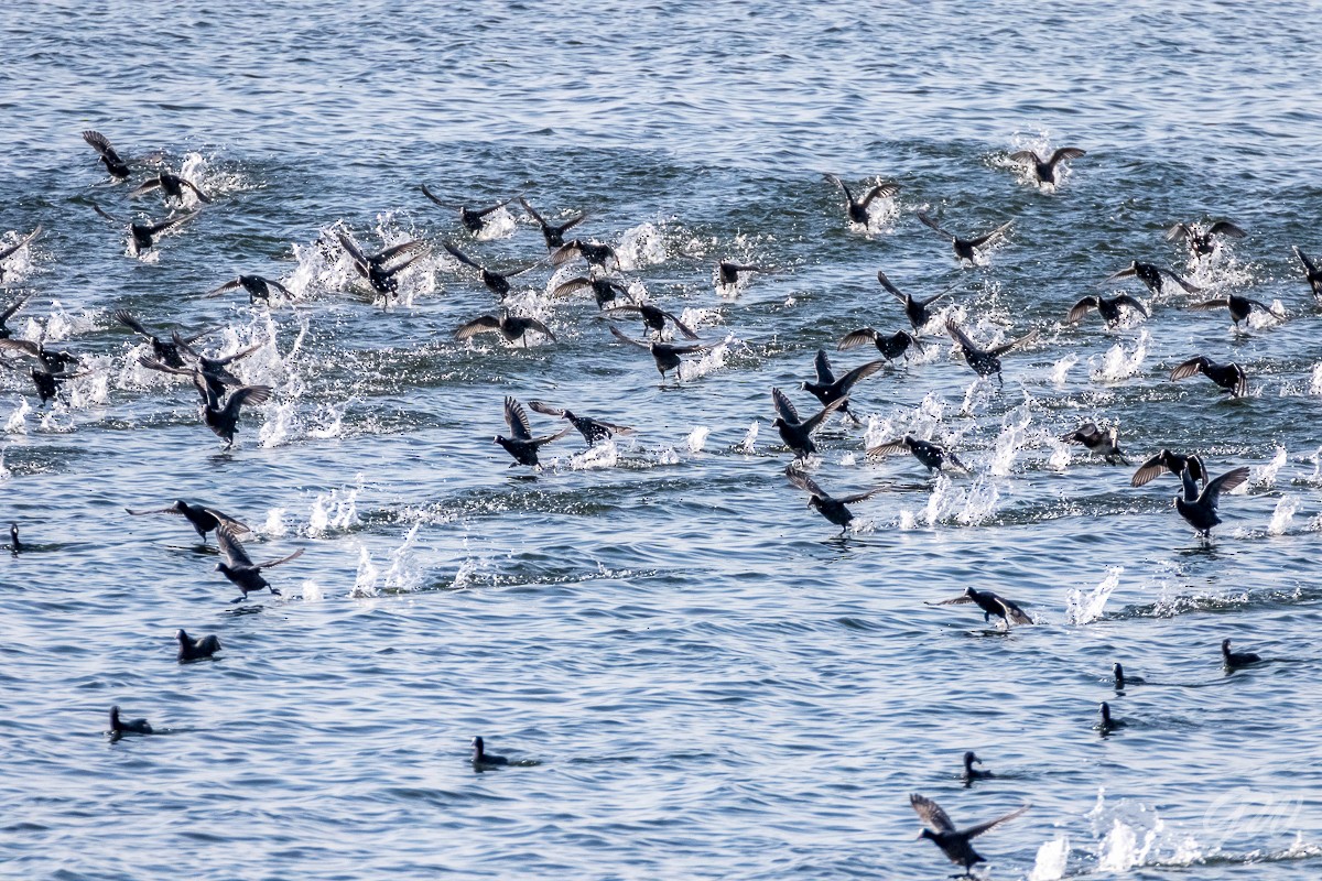 Халзан түнжүүр - ML310449021