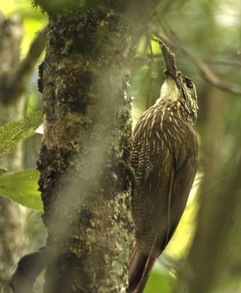 White-throated Woodcreeper - ML310449801