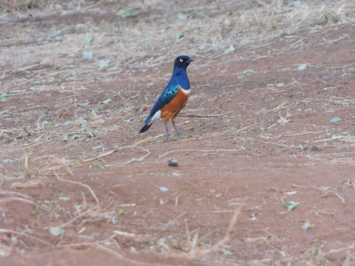 Superb Starling - ML310450021