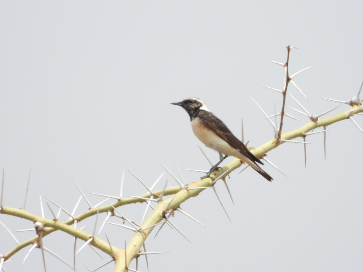 Pied Wheatear - ML310450181