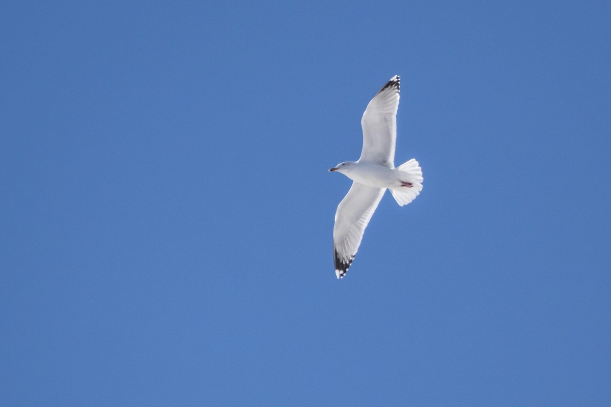 Herring Gull - ML310450741