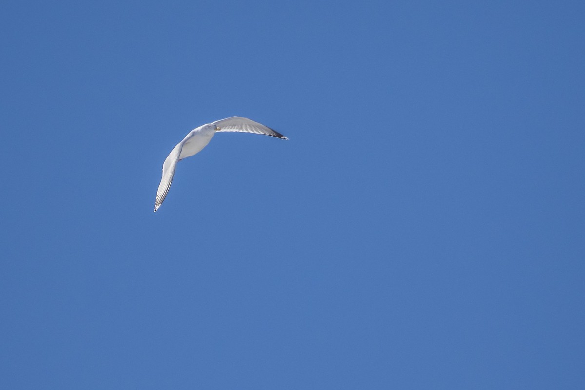 Herring Gull - ML310450751