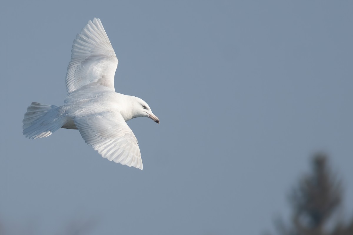 Glaucous Gull - ML310451431