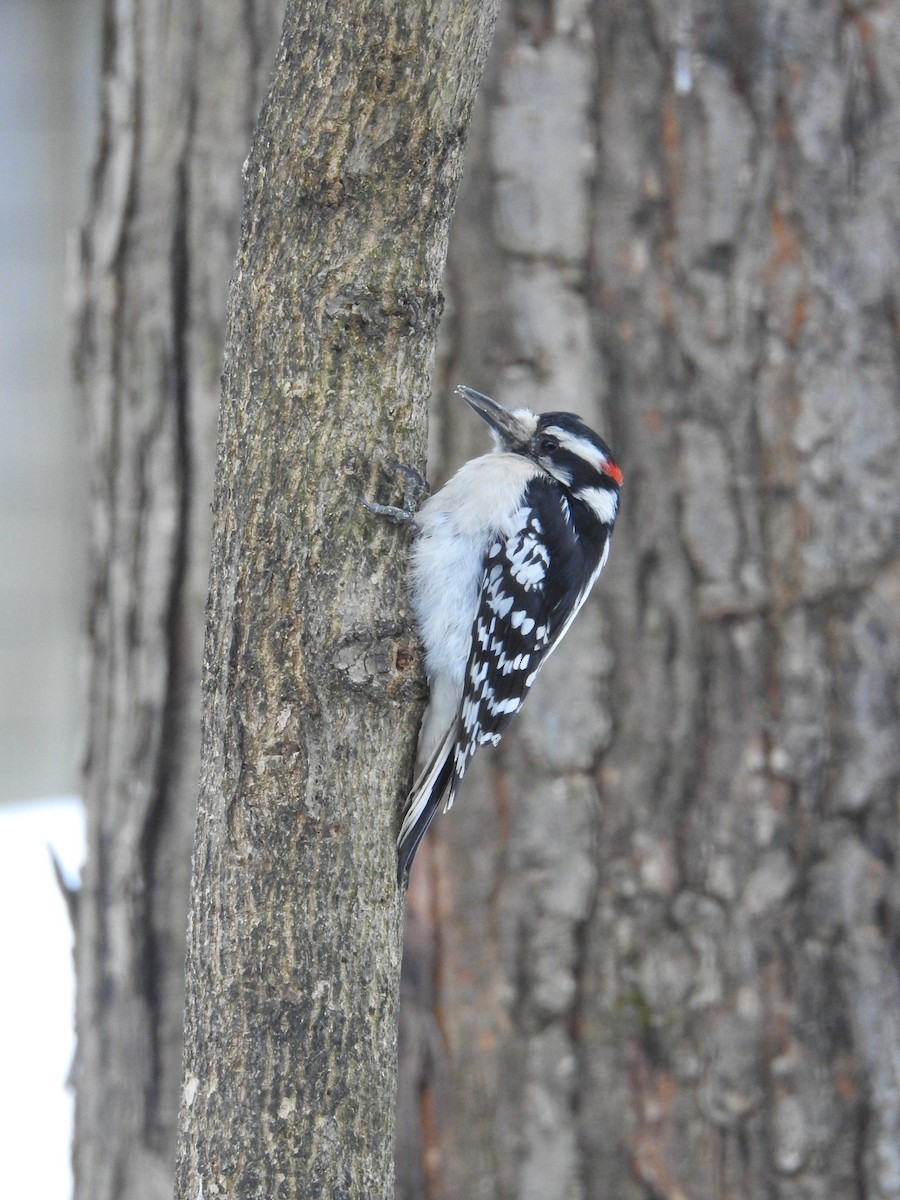 Downy Woodpecker - ML310453881