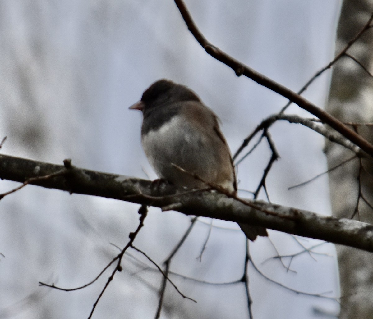 Dark-eyed Junco (Oregon) - ML310454511