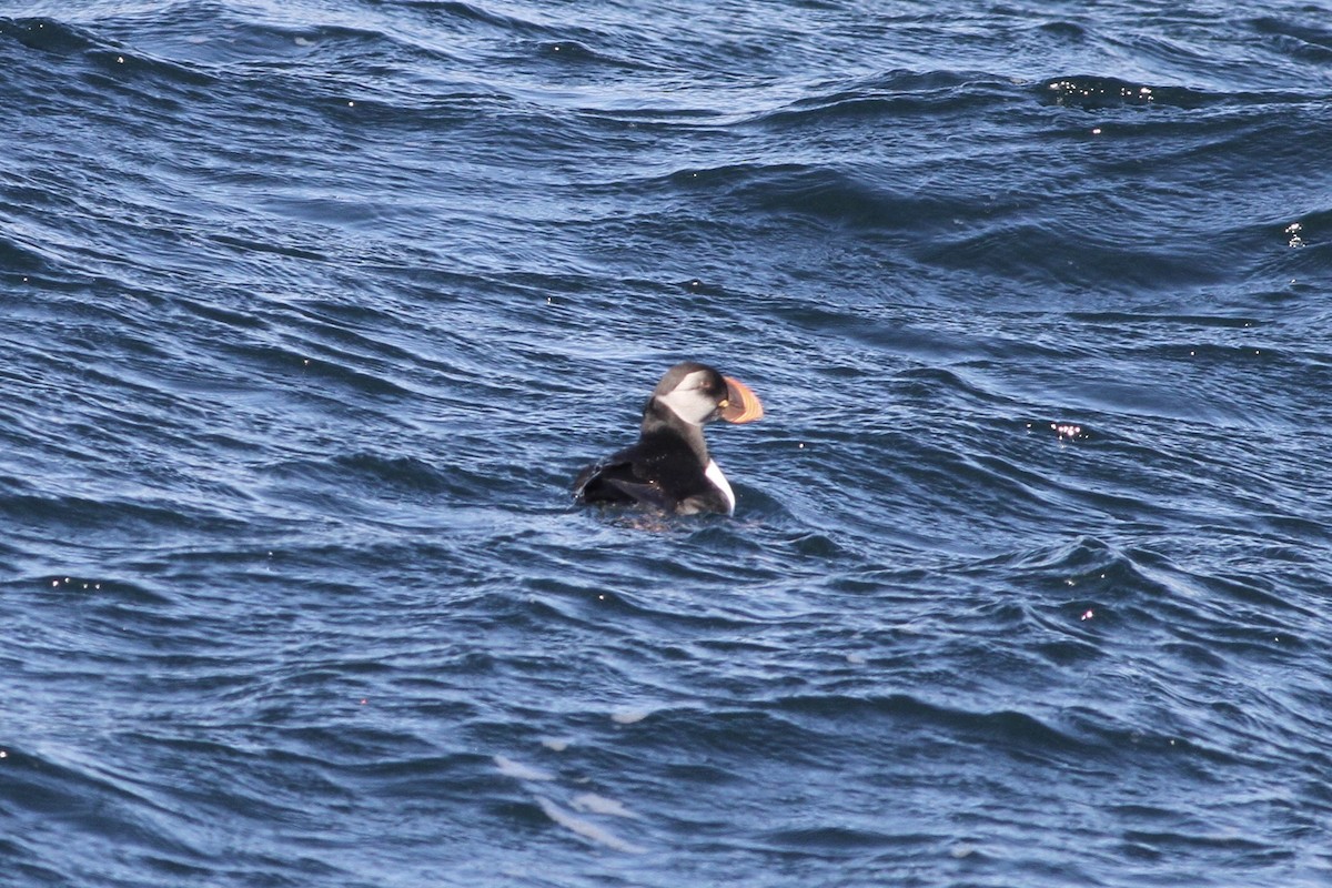 Atlantic Puffin - David Weber