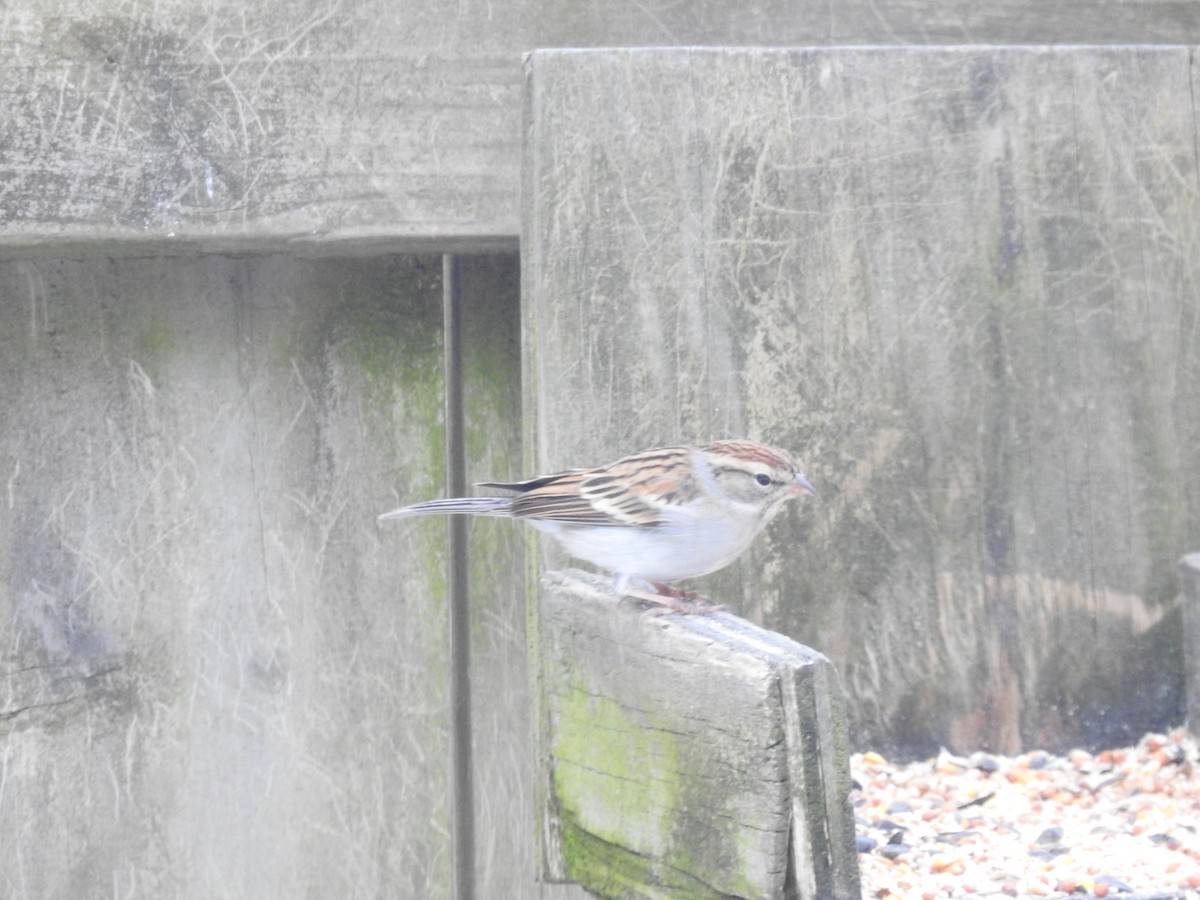 Chipping Sparrow - ML310455221